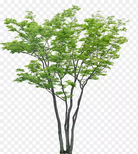 树木工程-拉旺达