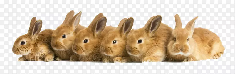复活节兔子，家兔，我的宠物兔子，小狗-兔子