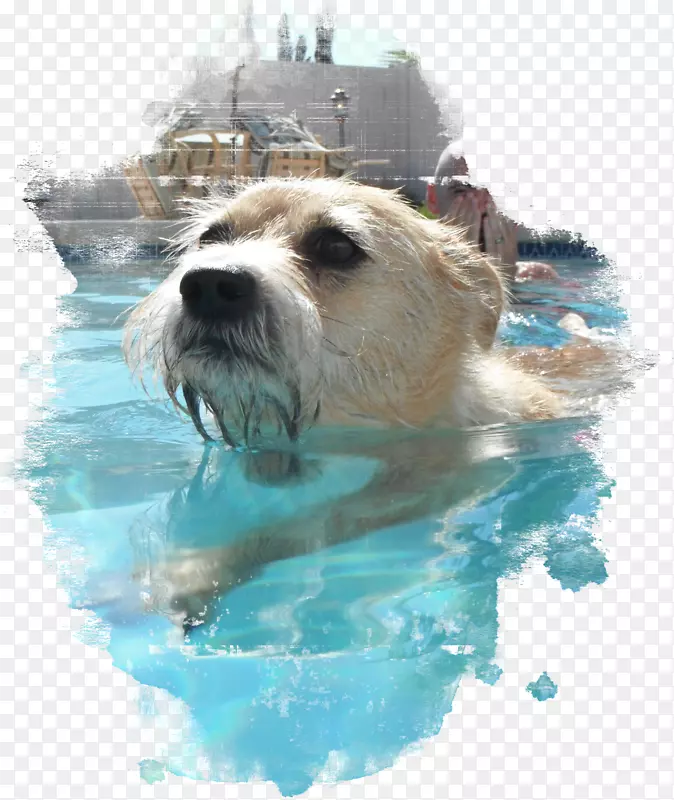 诺福克猎犬繁殖宠物鼻子-游泳池