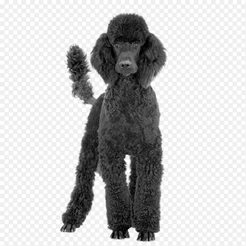 玩具狮子狗黑色和棕褐色标准贵宾犬