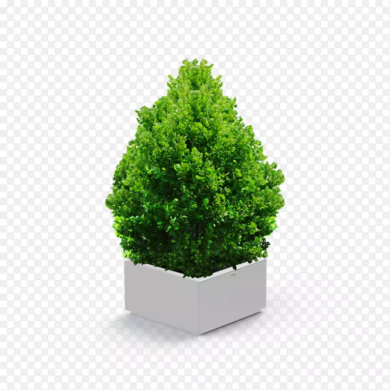 灌木树-常绿盆栽植物