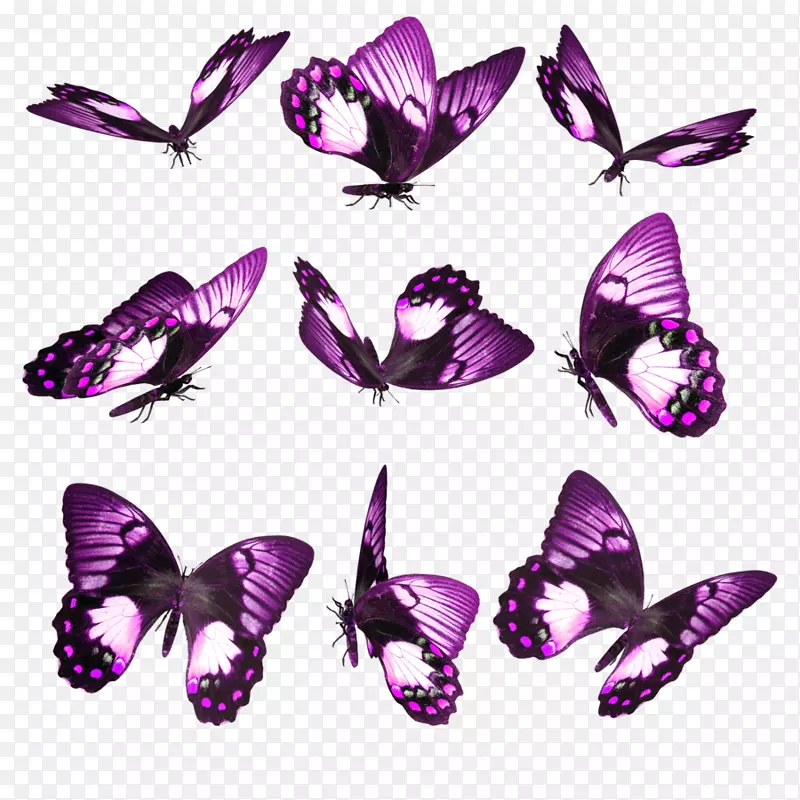 蝴蝶昆虫桌面壁纸谷歌玩安卓-粉色蝴蝶