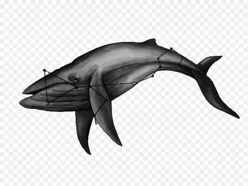 海豚画鲸目海洋鲸鱼