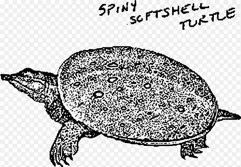 海龟爬行动物龟剪贴画