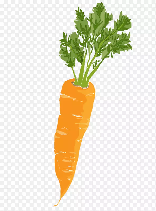 小胡萝卜叶蔬菜胡萝卜