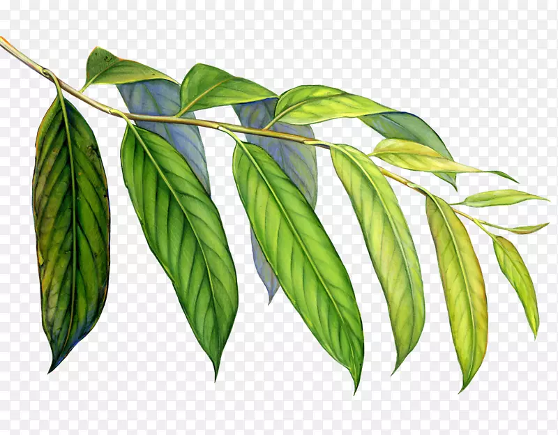 叶艺术热带雨林欢迎来到美丽的ARP弗里克-热带植物的世界。