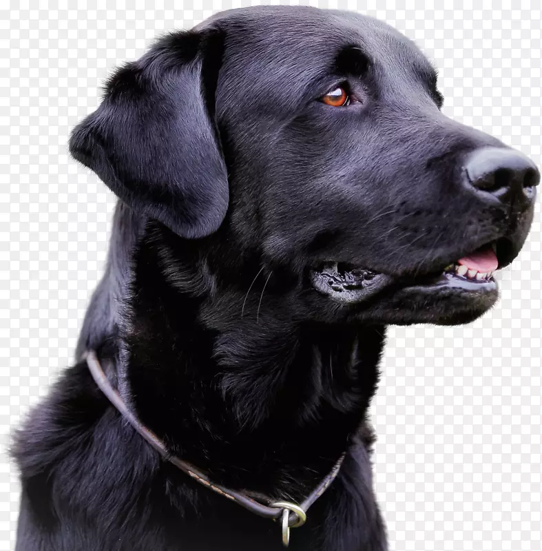 拉布拉多犬传染性肝炎感染犬瘟热犬细小病毒-小狗