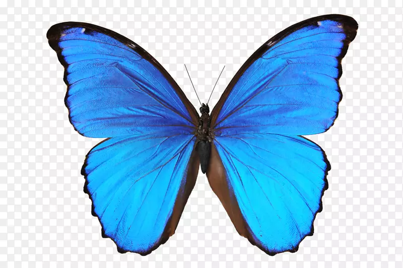 蝴蝶壁贴花形态摄影.蓝色蝴蝶