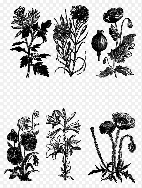 黑白木本植物视觉艺术单色摄影.植物花