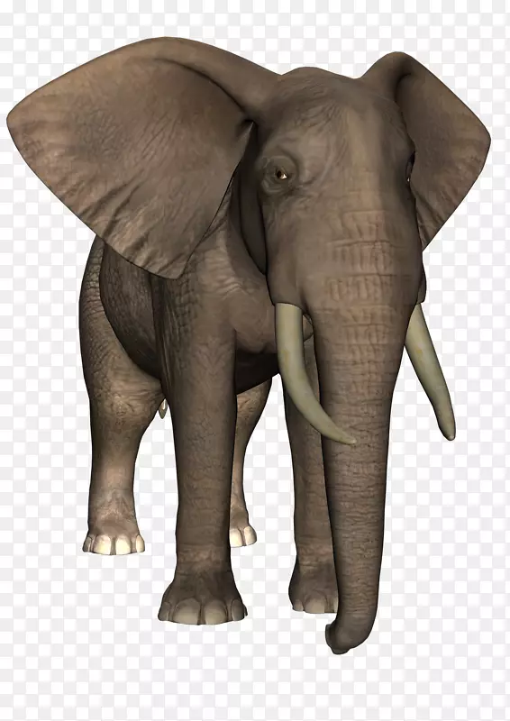 印度象非洲象牙野生动物