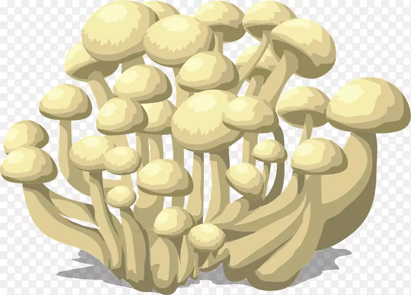 原生质体和真菌，雪木耳，灵芝蘑菇