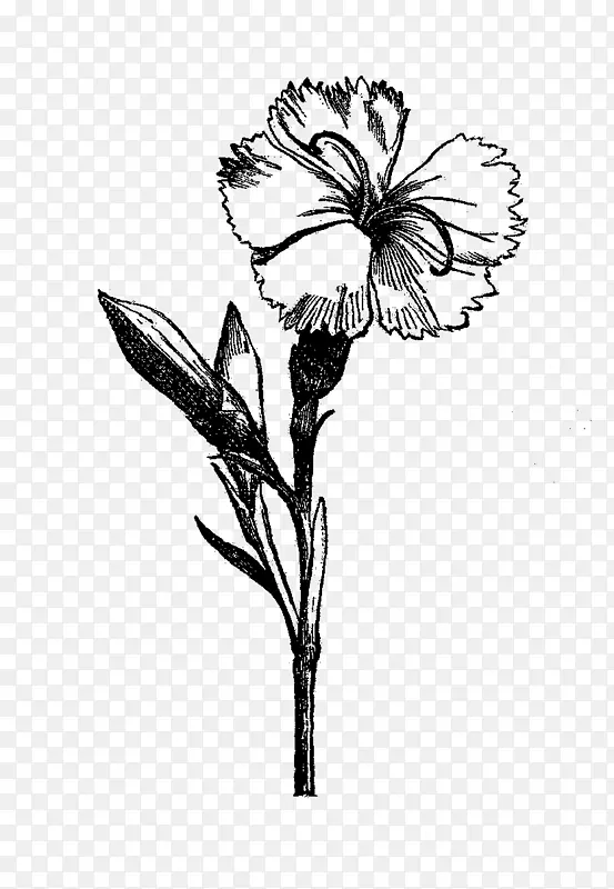 花卉绘画视觉艺术黑白植物花