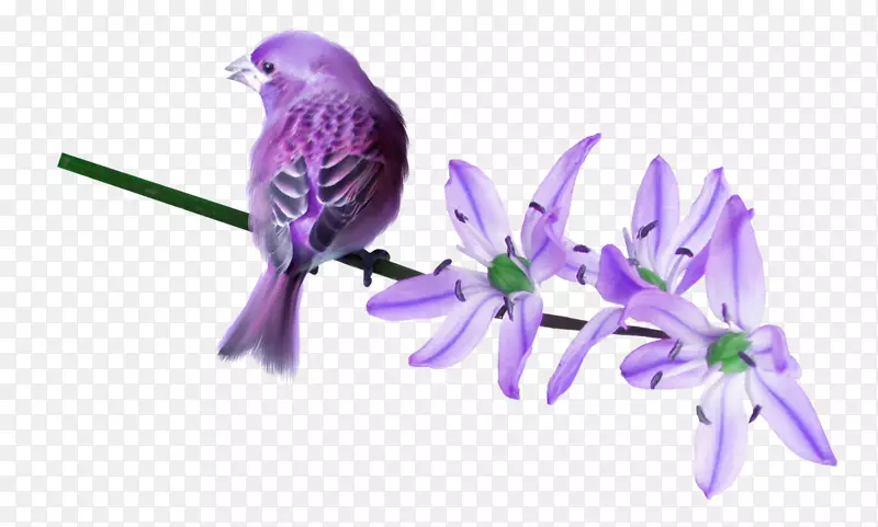 鸟类猫头鹰紫丁香艺术.紫罗兰