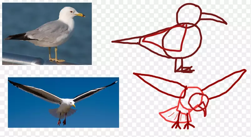 海鸥动物飞行海鸥