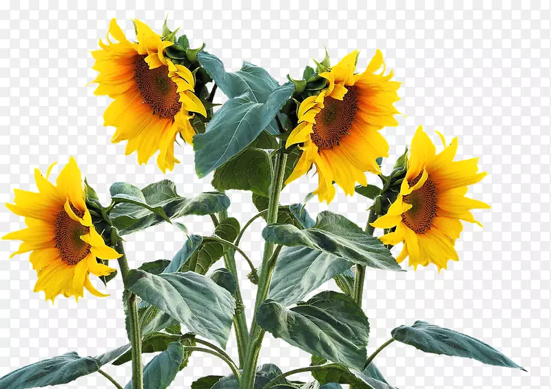 普通向日葵植物向日葵种子剪辑艺术-向日葵