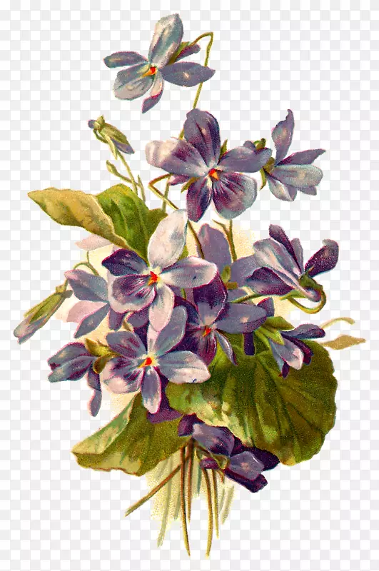 植物插画艺术.紫罗兰
