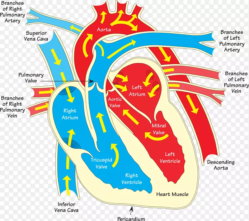 心脏图静脉夹艺术-人类心脏