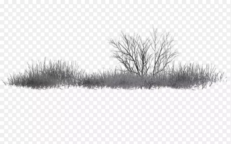 黑白图片艺术摄影棚树木-植被