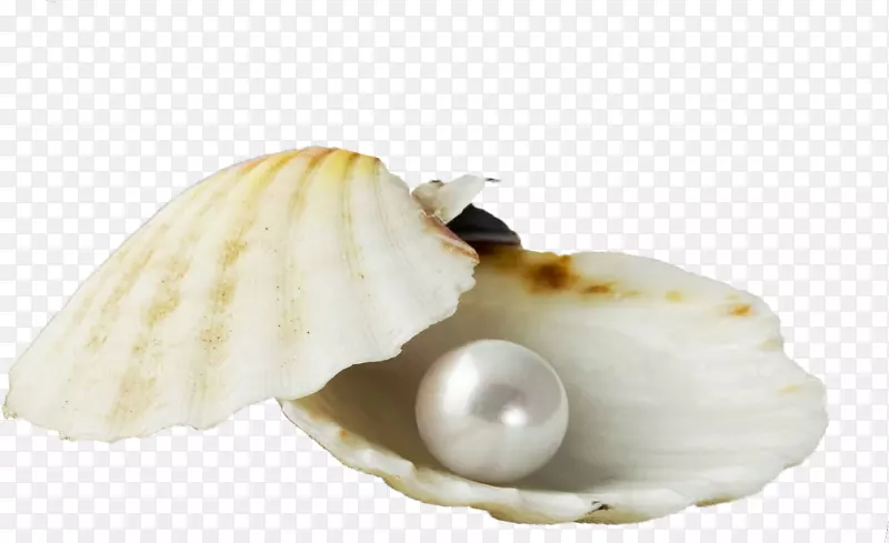 牡蛎贝壳珍珠壳