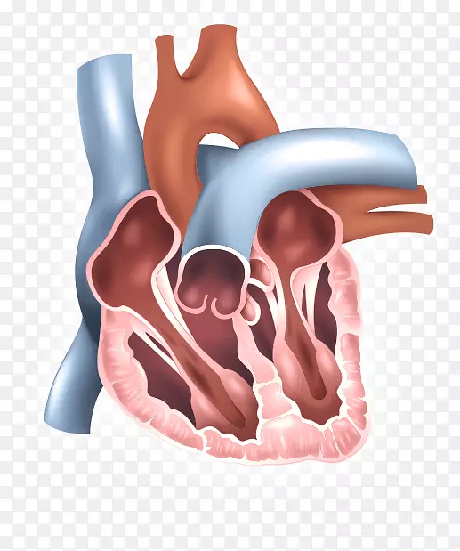 下腔静脉滤器腔静脉上静脉-人心脏
