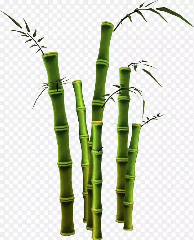 竹子电脑图标gimp货币树