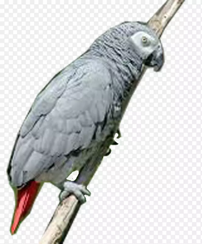 大沙鹦鹉鸟灰鹦鹉-灰鹦鹉