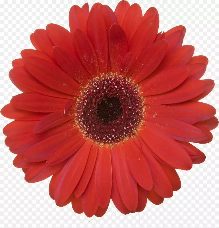 特兰士瓦雏菊摄影红色皇室-免费花环