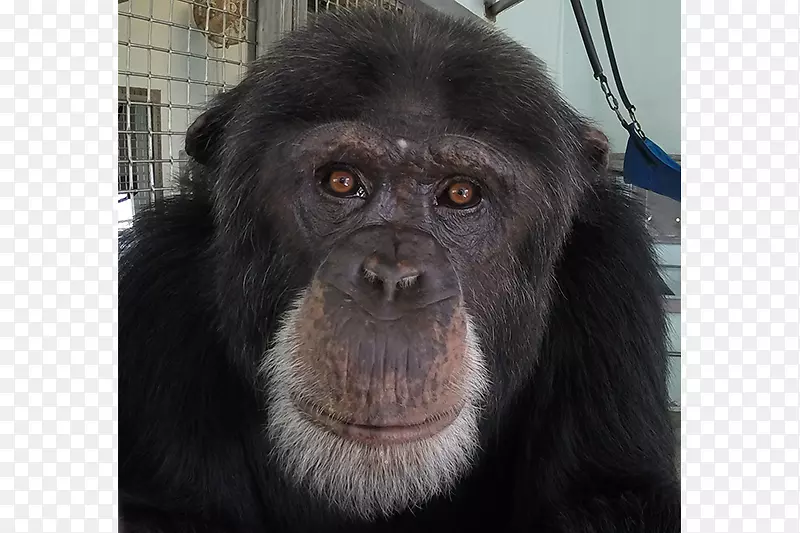 普通黑猩猩大猩猩灵长类猴子动物-黑猩猩