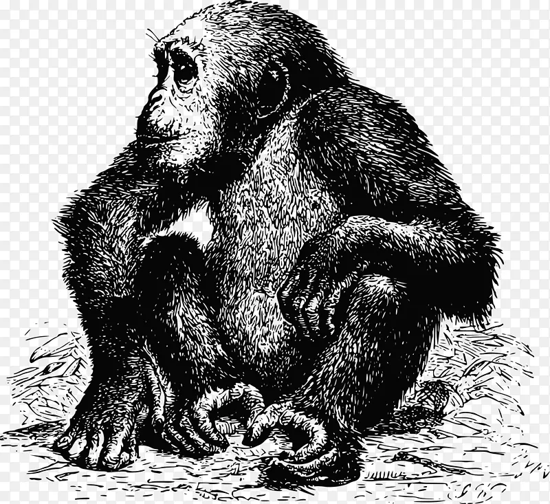 黑猩猩猿黑猩猩