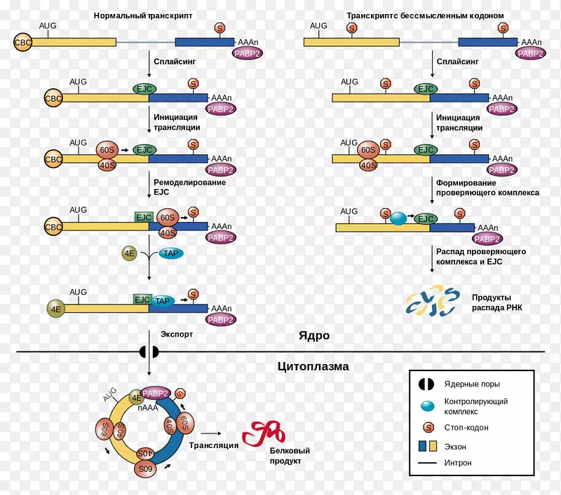 外显子连接复合体-介导的衰变信使RNA剪接通路