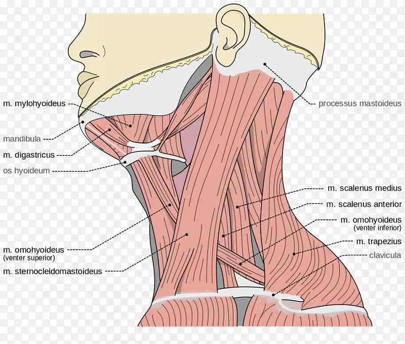 颈部后三角颈部前三角颈部解剖三角肌肉