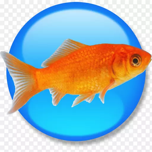 金鱼饲养鱼产品手册html电脑软件-金鱼