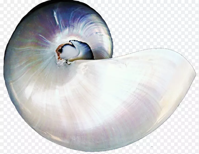 贝壳腹足动物无脊椎动物珍珠腹足壳珍珠壳
