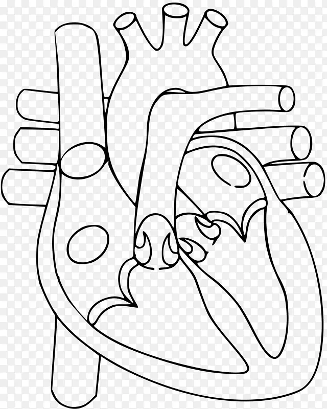 心脏解剖图-人体循环系统-人体心脏