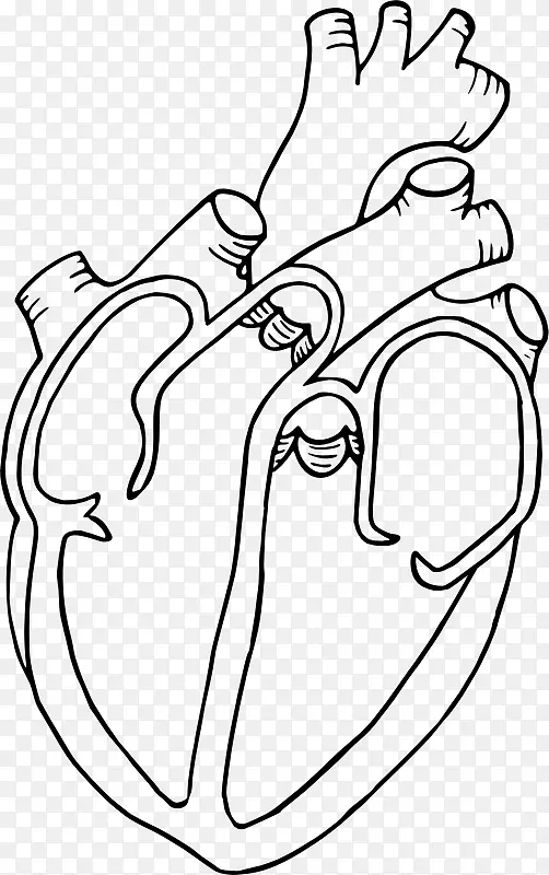 绘制人体心脏解剖剪贴画艺术-人类心脏