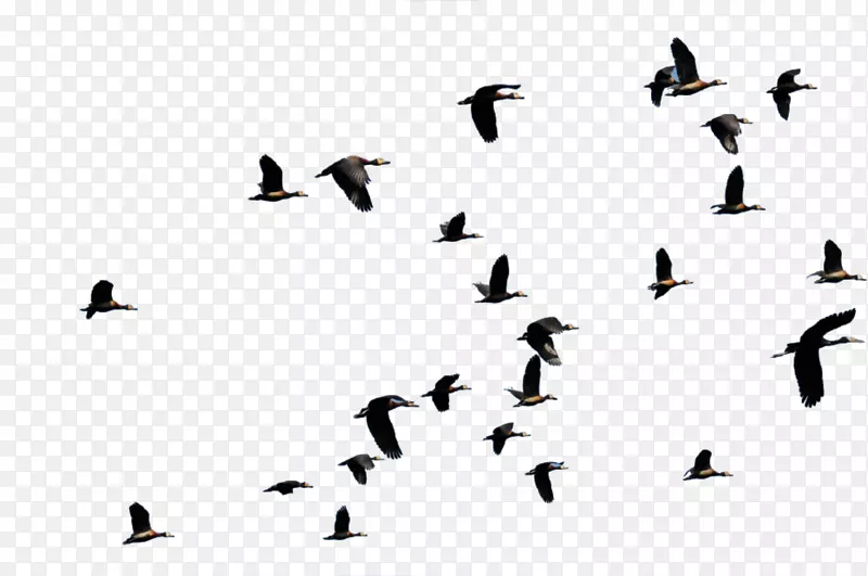 鸟类迁徙飞行鸭动物迁徙飞行鸟