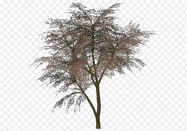 木本植物枝-含羞草