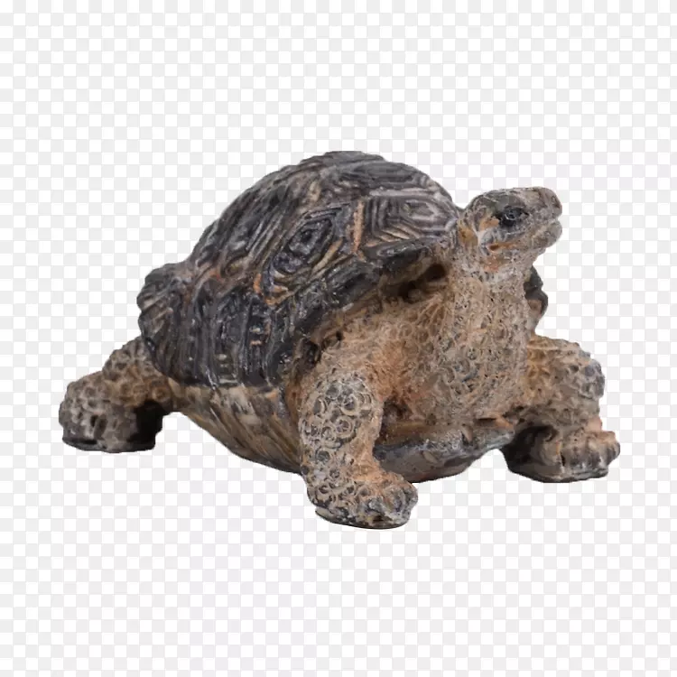 小型猪箱龟爬行动物-龟