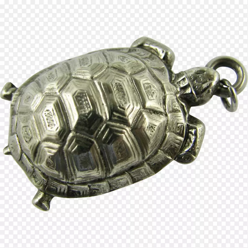爬行动物龟银龟