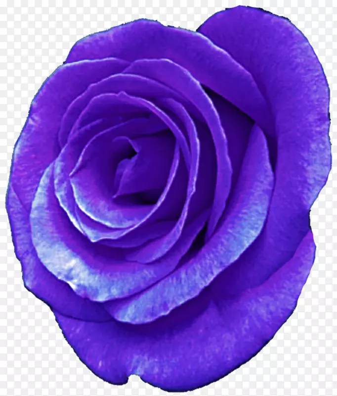 仙人掌玫瑰紫色花园玫瑰紫罗兰花薰衣草花