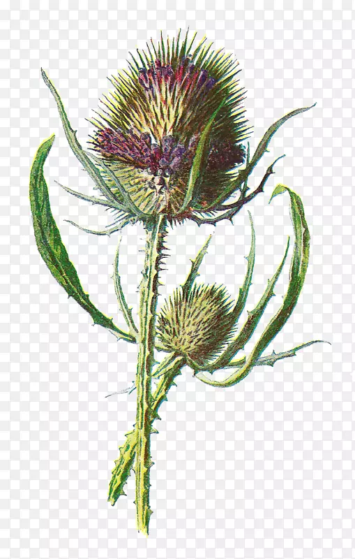 苏格兰蓟属植物花