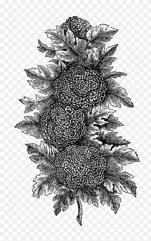 黑白植物插图植物画.植物花
