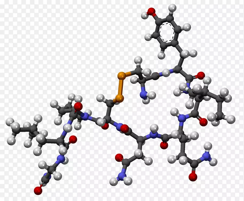 催产素激素垂体下丘脑分子丝状体