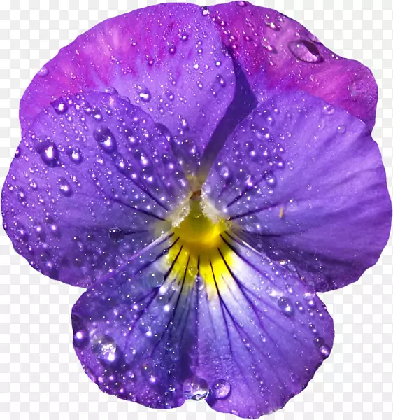 紫罗兰花潘西紫色剪贴画-露珠