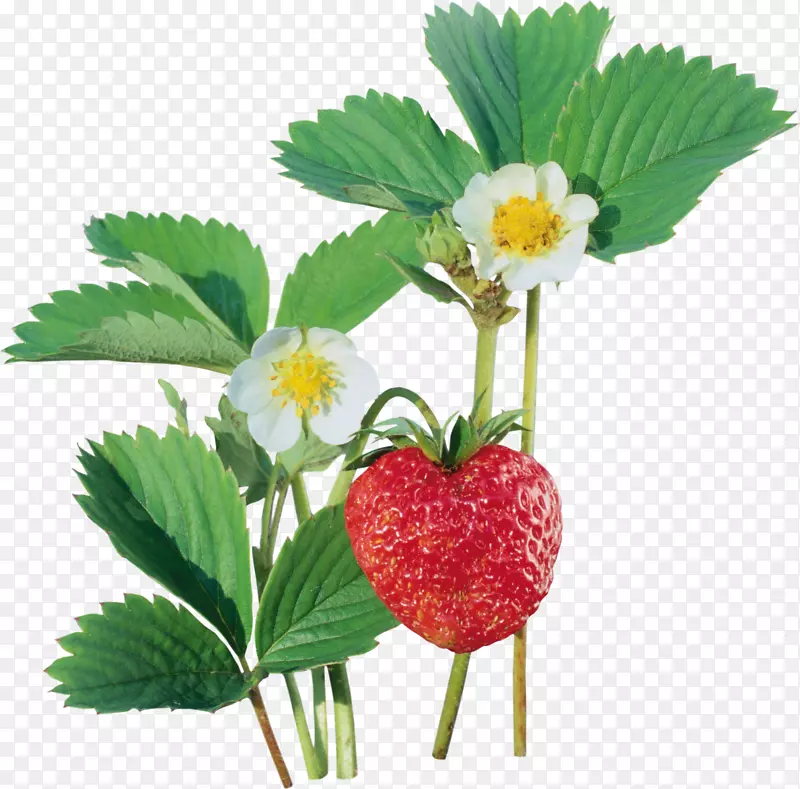 草莓夹子艺术-草莓