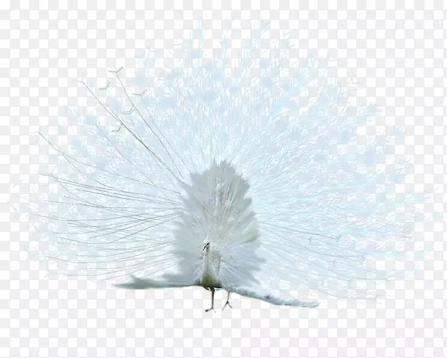亚细亚孔雀白孔雀