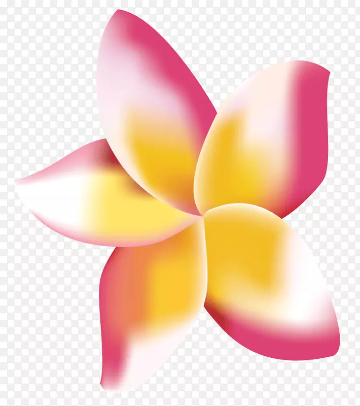 弗兰吉帕尼数字营销花瓣