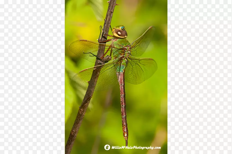 昆虫蜻蜓绿色天蛾节肢动物蜻蜓