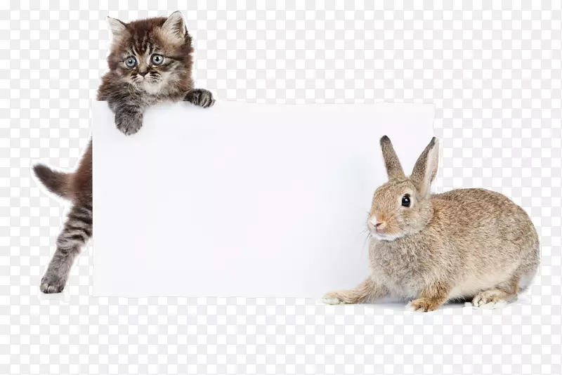 家兔猫迷你水彩兔