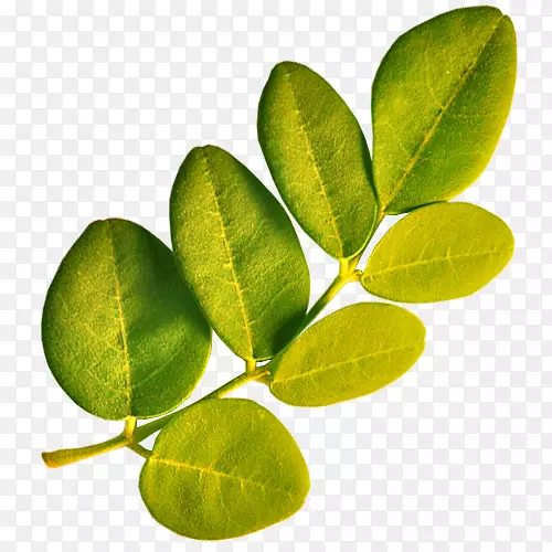 鸡腿树叶植物维生素a-热带叶